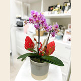 (Richmond Pick up ONLY) Enchanting Orchid Serenity - Small