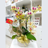 (Richmond Pick up ONLY) Enchanting Orchid Serenity - Small