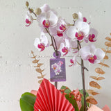 (Richmond Pick up ONLY) Mini Orchid Plant
