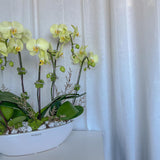 (Richmond Pick up ONLY) Orchid Plant - Large