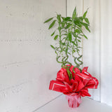 (Richmond Pick up ONLY) Lucky Bamboo Plant