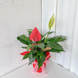 (Richmond Pick up ONLY) Peace Lily Plant