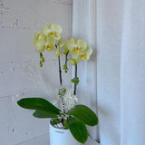 (Richmond Pick up ONLY) Orchid Plant