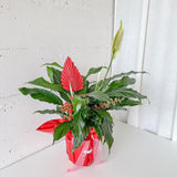 (Richmond Pick up ONLY) Peace Lily Plant