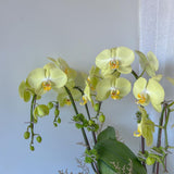 (Richmond Pick up ONLY) Orchid Plant - Large