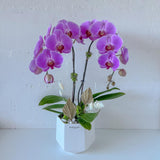 (Richmond Pick up ONLY) Orchid Plant
