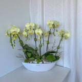 Orchid Plant - Large