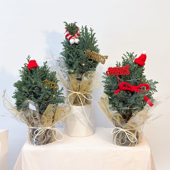 Mini Real Christmas Tree