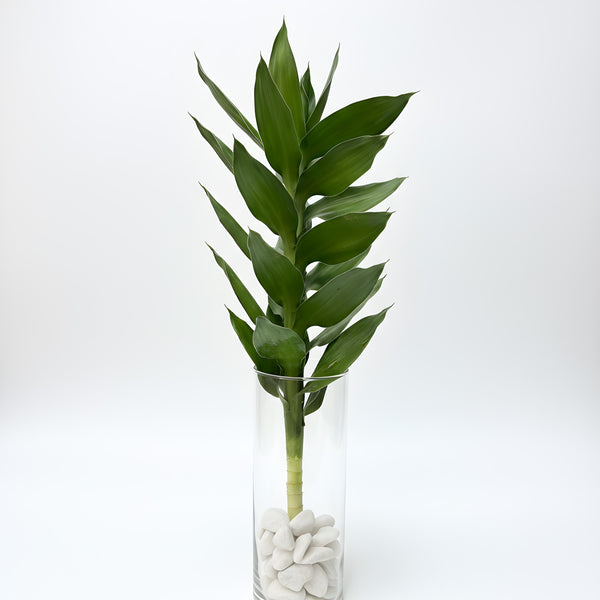 (Richmond Pick up ONLY) Lotus Lucky Bamboo