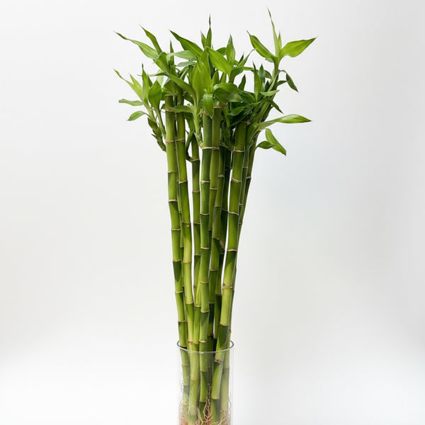(Richmond Pick up ONLY) Dracaena Braunii Bamboo - Short