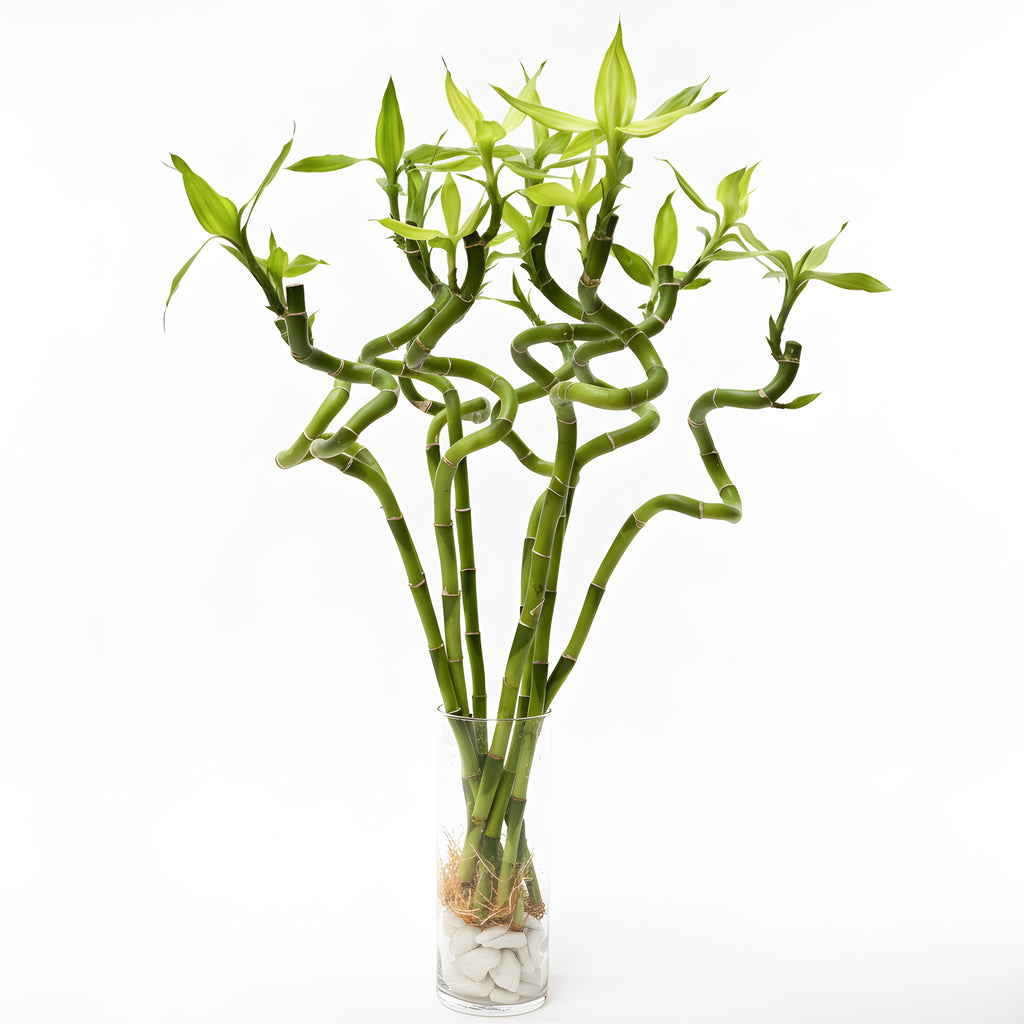 (Richmond Pick up ONLY) Spiral Lucky Bamboo