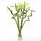 (Richmond Pick up ONLY) Spiral Lucky Bamboo