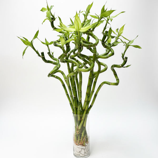 (Richmond Pick up ONLY) Spiral Lucky Bamboo