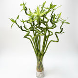 (Richmond Pick up ONLY) Spiral Lucky Bamboo