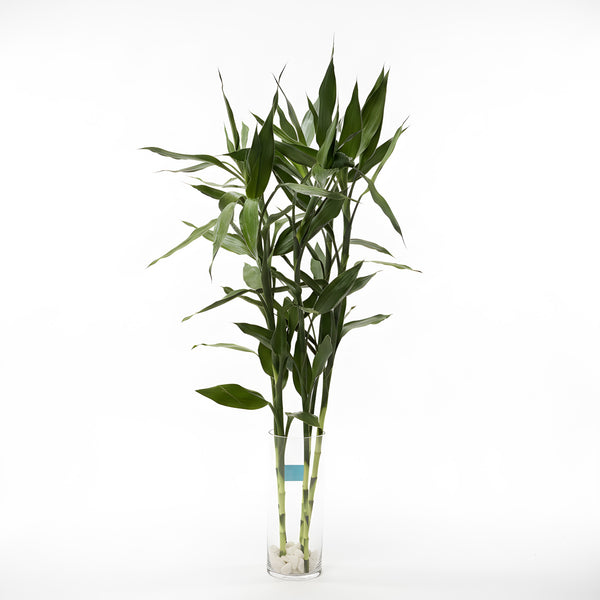(Richmond Pick up ONLY) Dracaena Braunii Bamboo - Tall