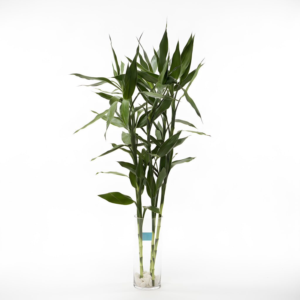 (Richmond Pick up ONLY) Dracaena Braunii Bamboo - Tall