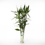 (Richmond Pick up ONLY) Dracaena Braunii Bamboo - Tall
