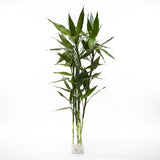 (Richmond Pick up ONLY) Dracaena Braunii Bamboo - Tall