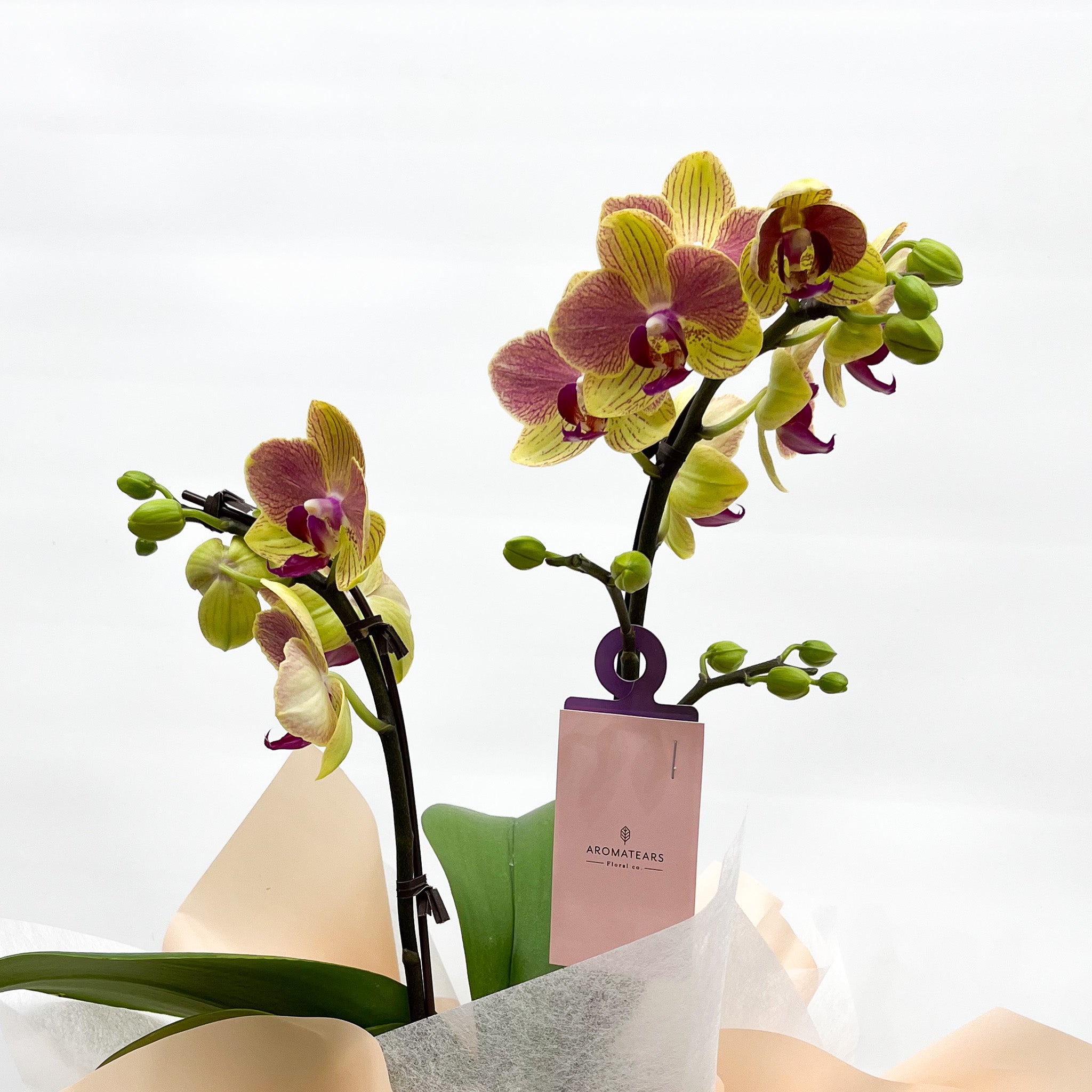 Gift Wrapping Orchid Plant (Richmond Store Walk-in ONLY)