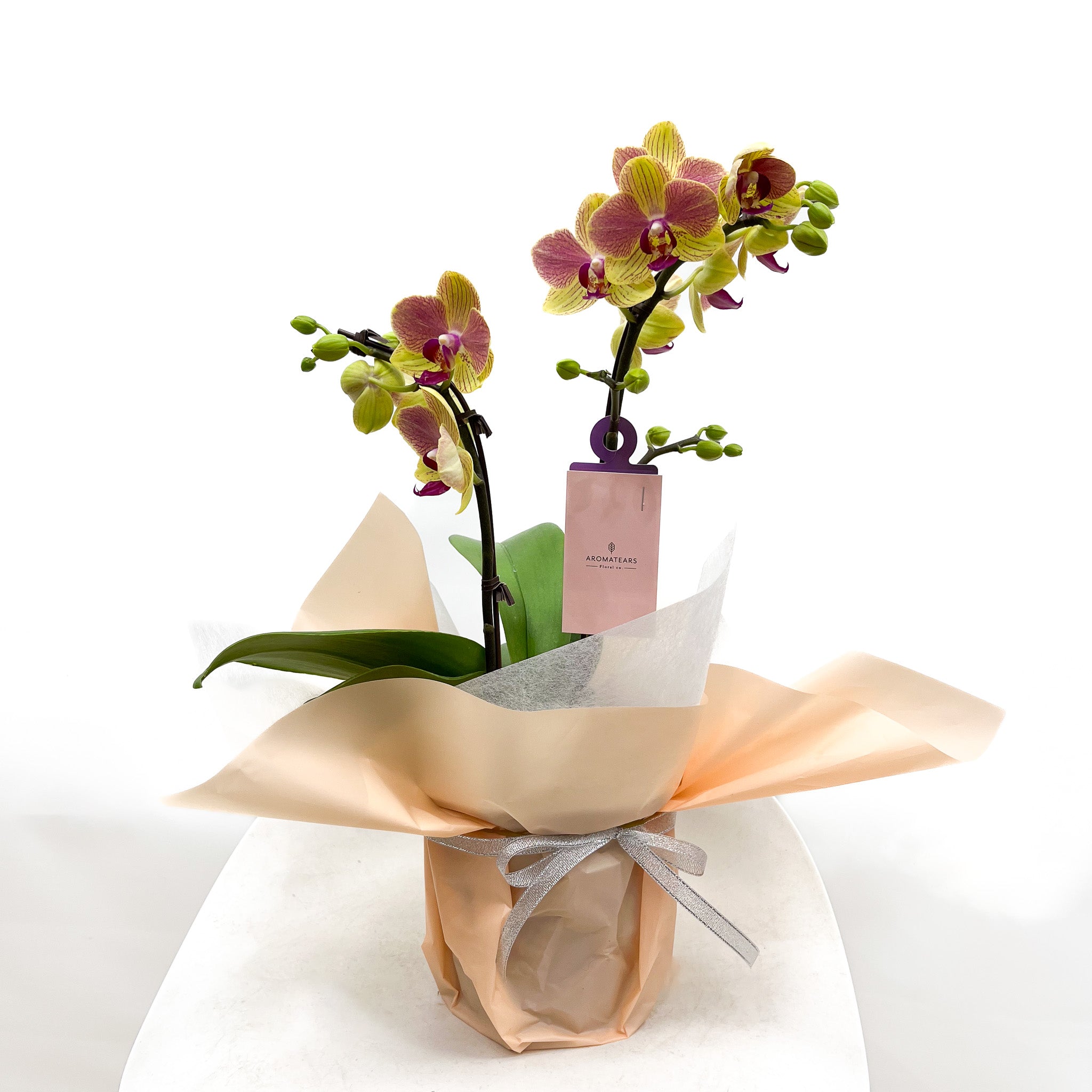Gift Wrapping Orchid Plant (Richmond Store Walk-in ONLY)