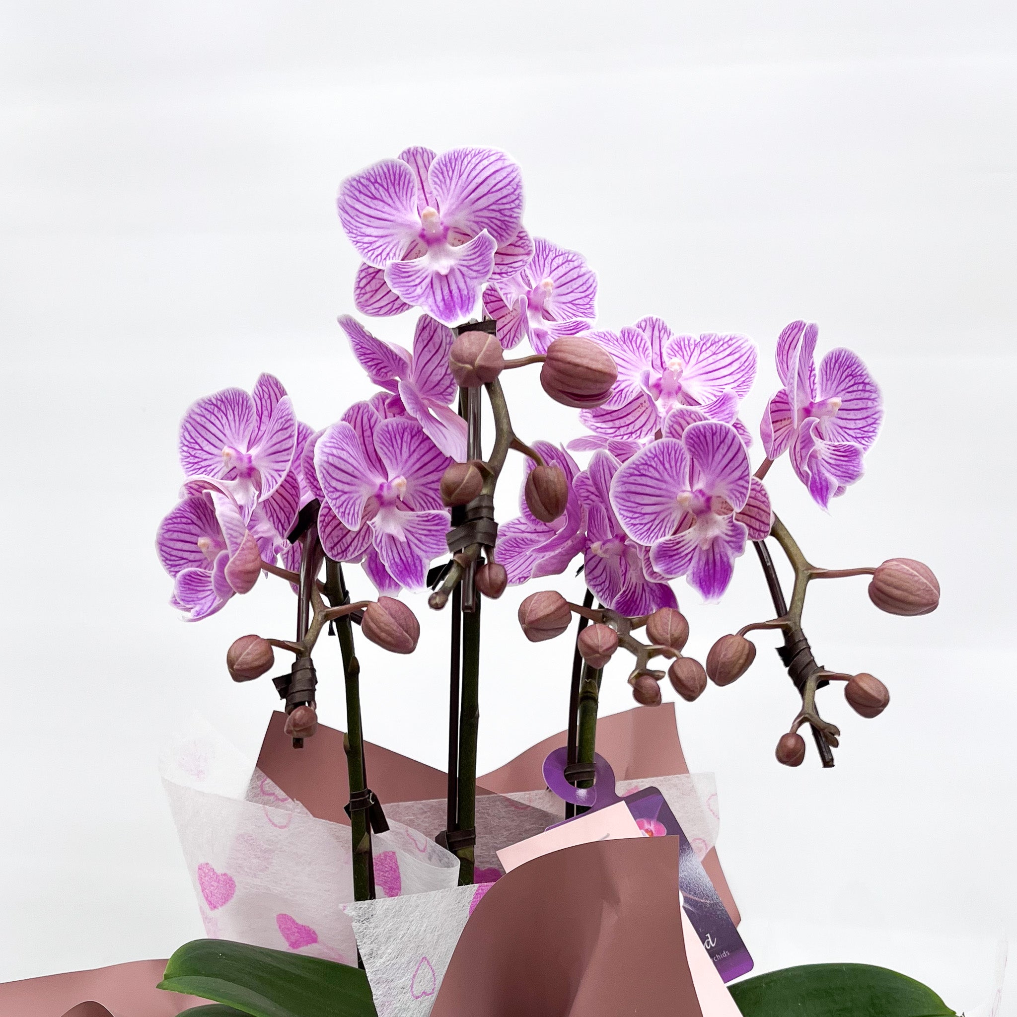 Gift Wrapping Orchid Plant (Richmond Store Walk-in ONLY)