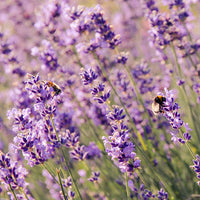 Lavender flowers with a bee in a field