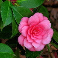 Pink camelia flower with green leaves in the background