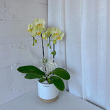 Orchid Plant