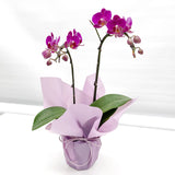 Gift Wrapping Orchid Plant - Aromatears flower Orchid