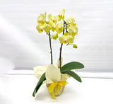 Gift Wrapping Orchid Plant - Aromatears flower Orchid