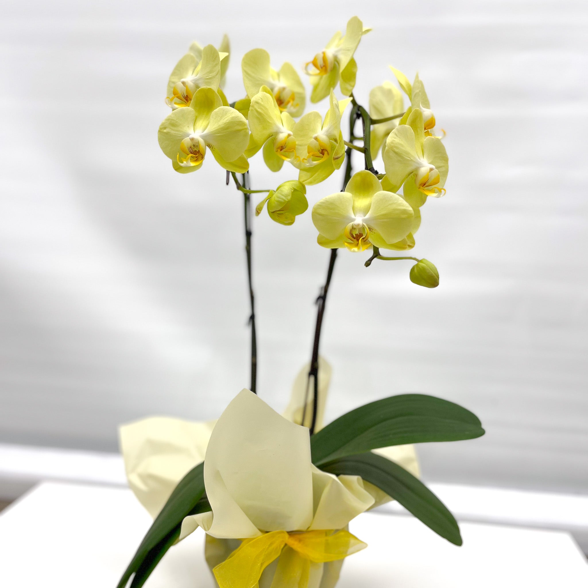Gift Wrapping Orchid Plant - Aromatears flower Orchid