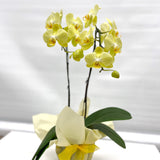 Gift Wrapping Orchid Plant - Aromatears flower Orchid