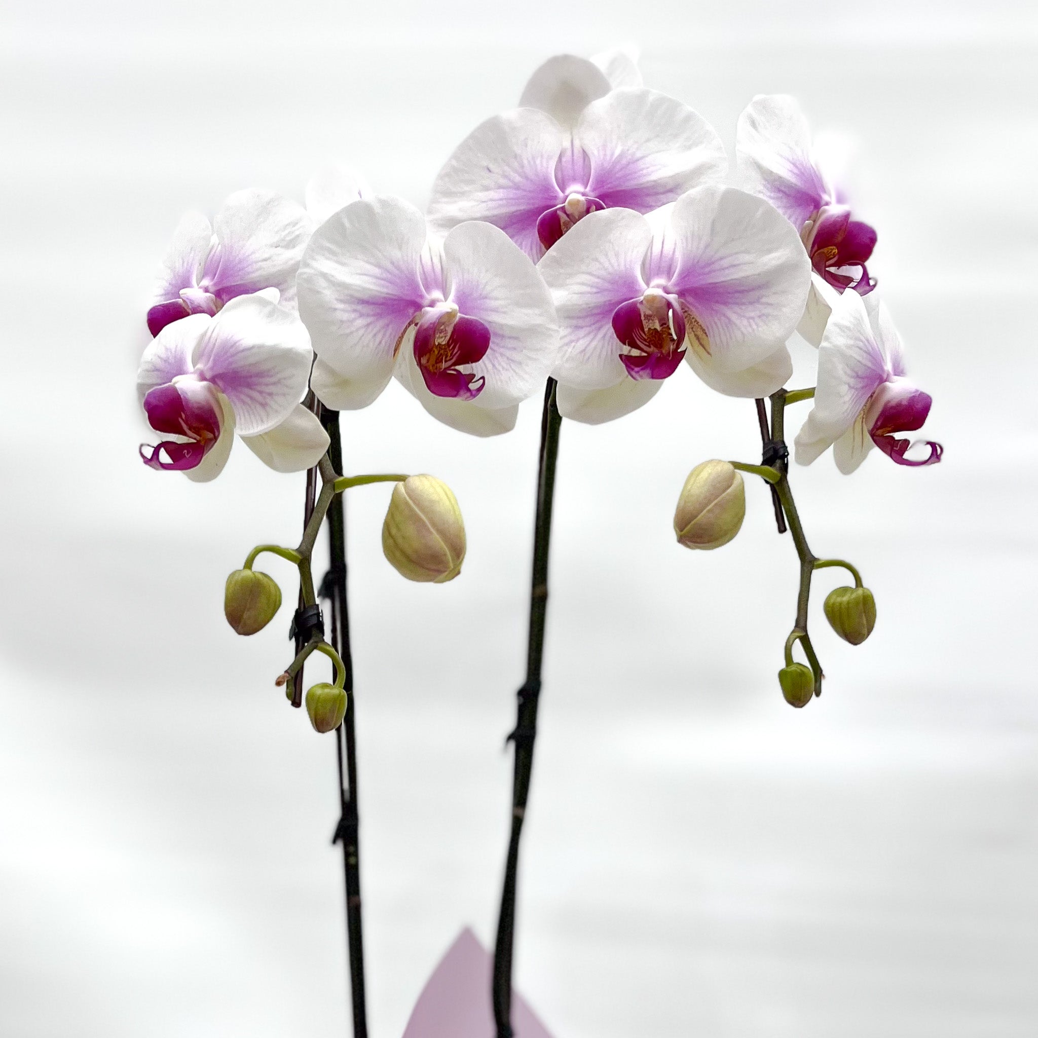 Gift Wrapping Orchid Plant - Aromatears flower Orchid