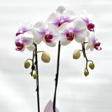 Gift Wrapping Orchid Plant - Aromatears flower Orchid