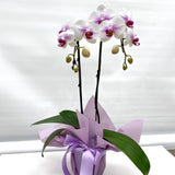 Gift Wrapping Orchid Plant - Aromatears flower Orchid