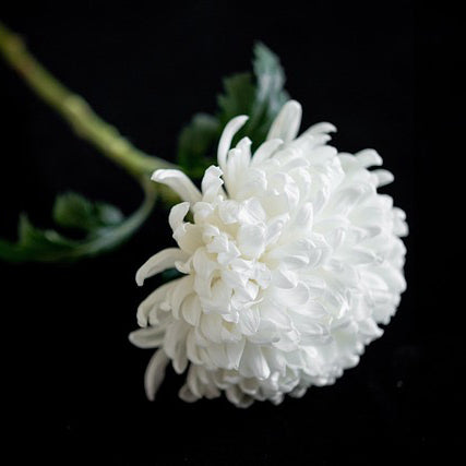 Chrysanthemums (Per Stem - 3 days notice)