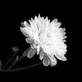 Chrysanthemums (Per Stem - 3 days notice)