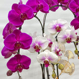 Mixed Potted Orchid Plant - Aromatears flower Orchid