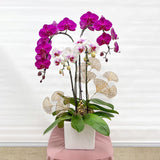 Mixed Potted Orchid Plant - Aromatears flower Orchid