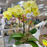 Mixed Potted Orchid Plant - Aromatears flower Orchid