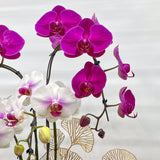 Mixed Potted Orchid Plant - Aromatears flower Orchid