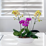 Mixed Potted Orchid Plant - Aromatears flower Orchid