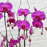 Mixed Potted Orchid Plant - Aromatears flower Orchid