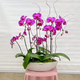 Mixed Potted Orchid Plant - Aromatears flower Orchid