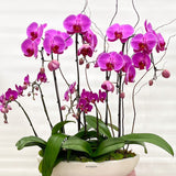Mixed Potted Orchid Plant - Aromatears flower Orchid