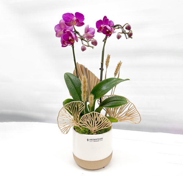 Small Orchid Arrangement - Aromatears flower Orchid