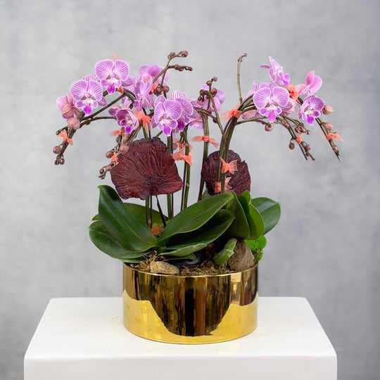 (Unavailable for website, walkin please) Small Orchid Round Arrangement