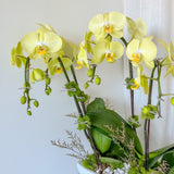 Tall Orchid Arrangement - Aromatears flower Orchid