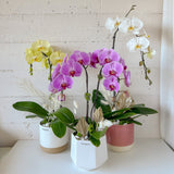 Tall Orchid Arrangement - Aromatears flower Orchid