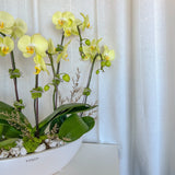 Tall Orchid Arrangement - Aromatears flower Orchid